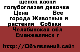 щенок хаски  голубоглазая девочка › Цена ­ 12 000 - Все города Животные и растения » Собаки   . Челябинская обл.,Еманжелинск г.